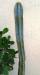 Cereus aethiops di Patrizia.jpg